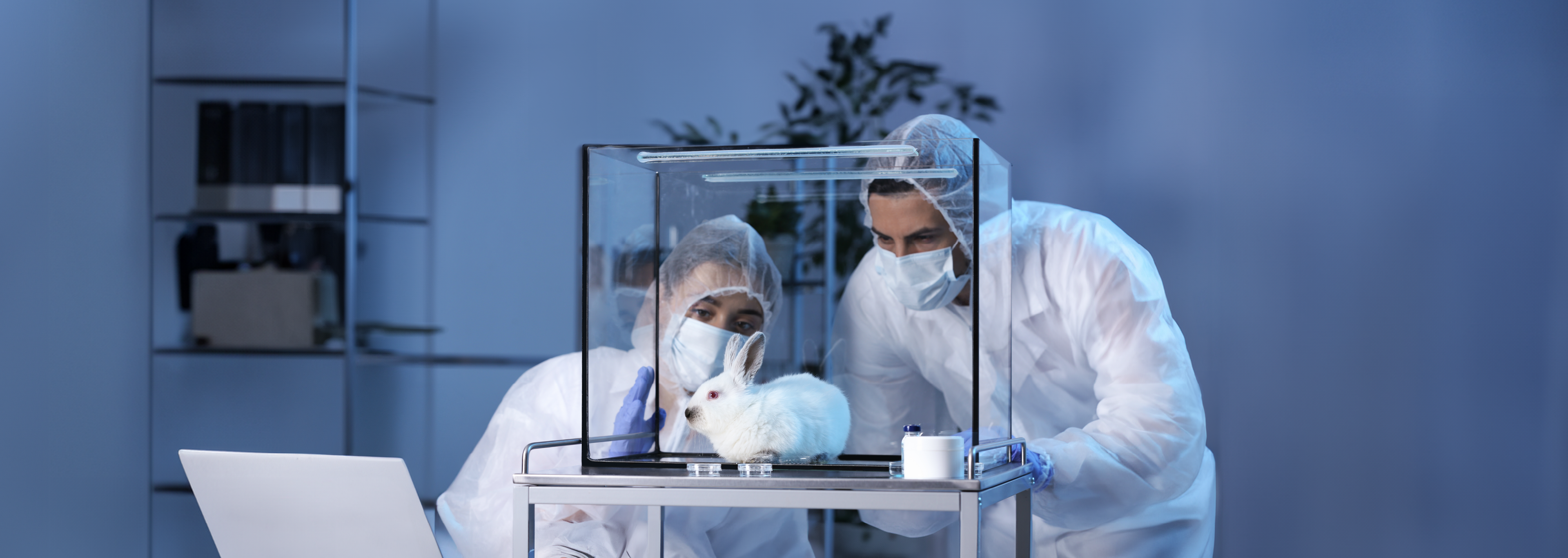 Microválvula: Fase preclínica en conejos